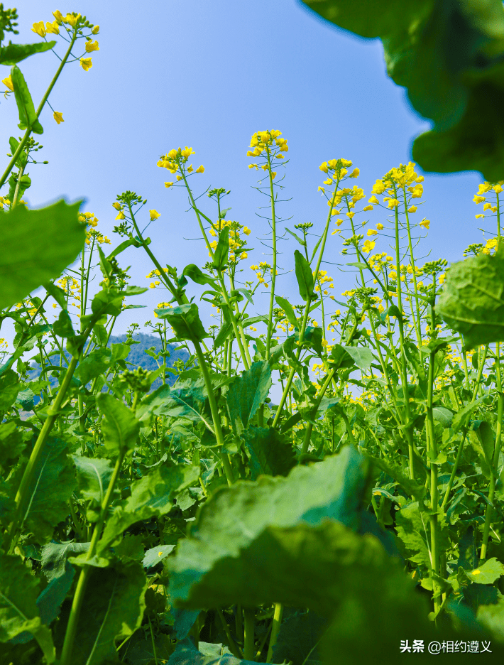 春天来啦!遵义这个地方的油菜花已开_春风_阳光_茂村