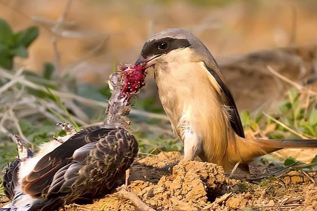 9大捕食场面,伯劳鸟确实很屠夫,斑鸠,杜鹃,秧鸡都遭遇毒手_比伯_体型