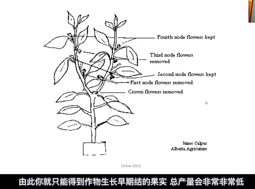 彩椒次果多咋办?