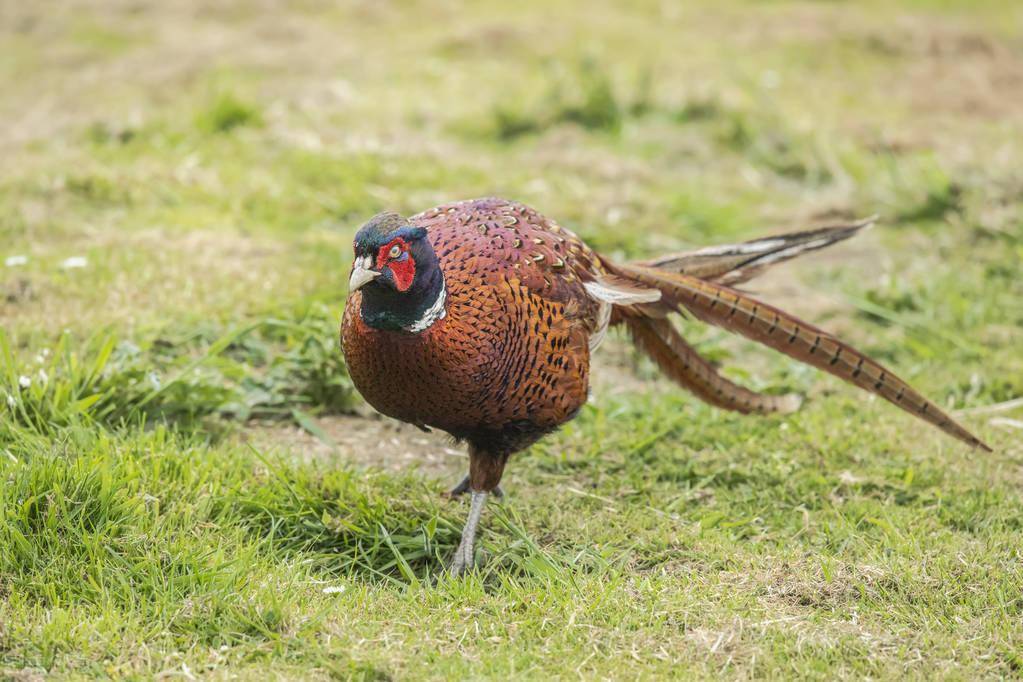 为什么野鸡一到晚上就消失不见,它们去哪了?难道真会遁地术吗?
