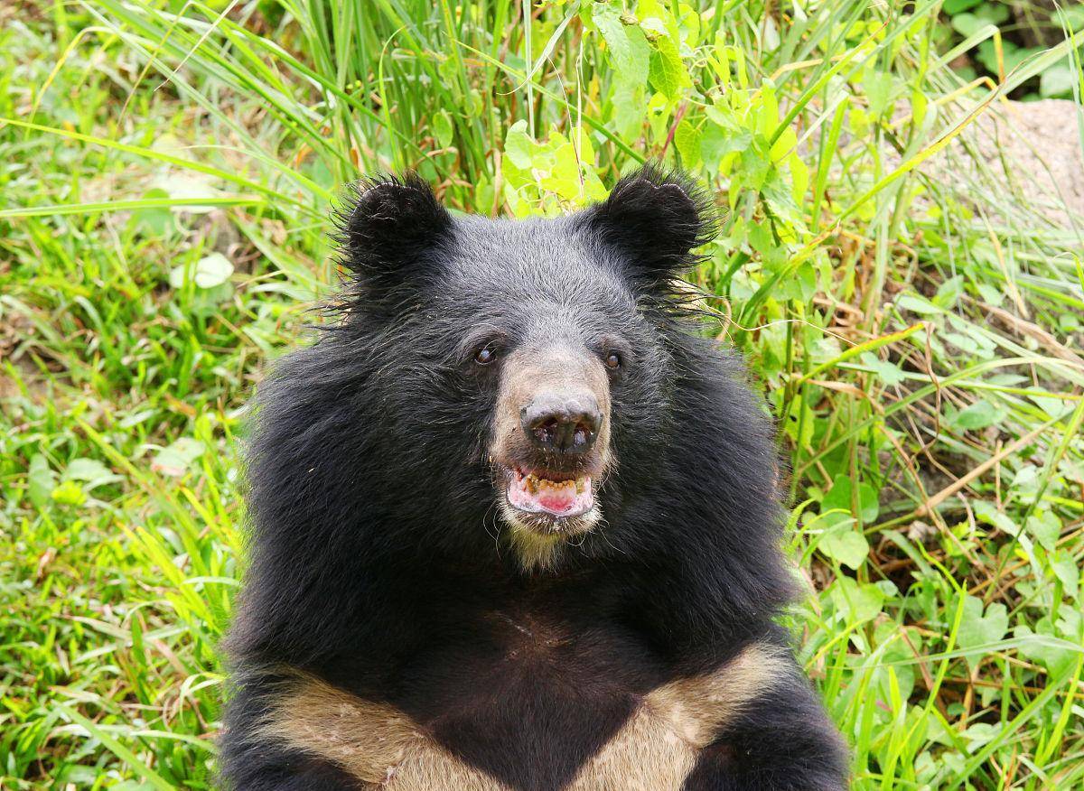 2009年,登封動物園的黑熊將飼養員咬死,二級保護動物下場如何?