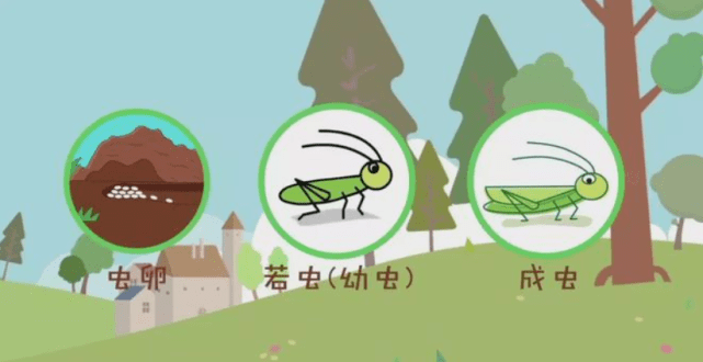蜻蜓孵化过程动画图片图片
