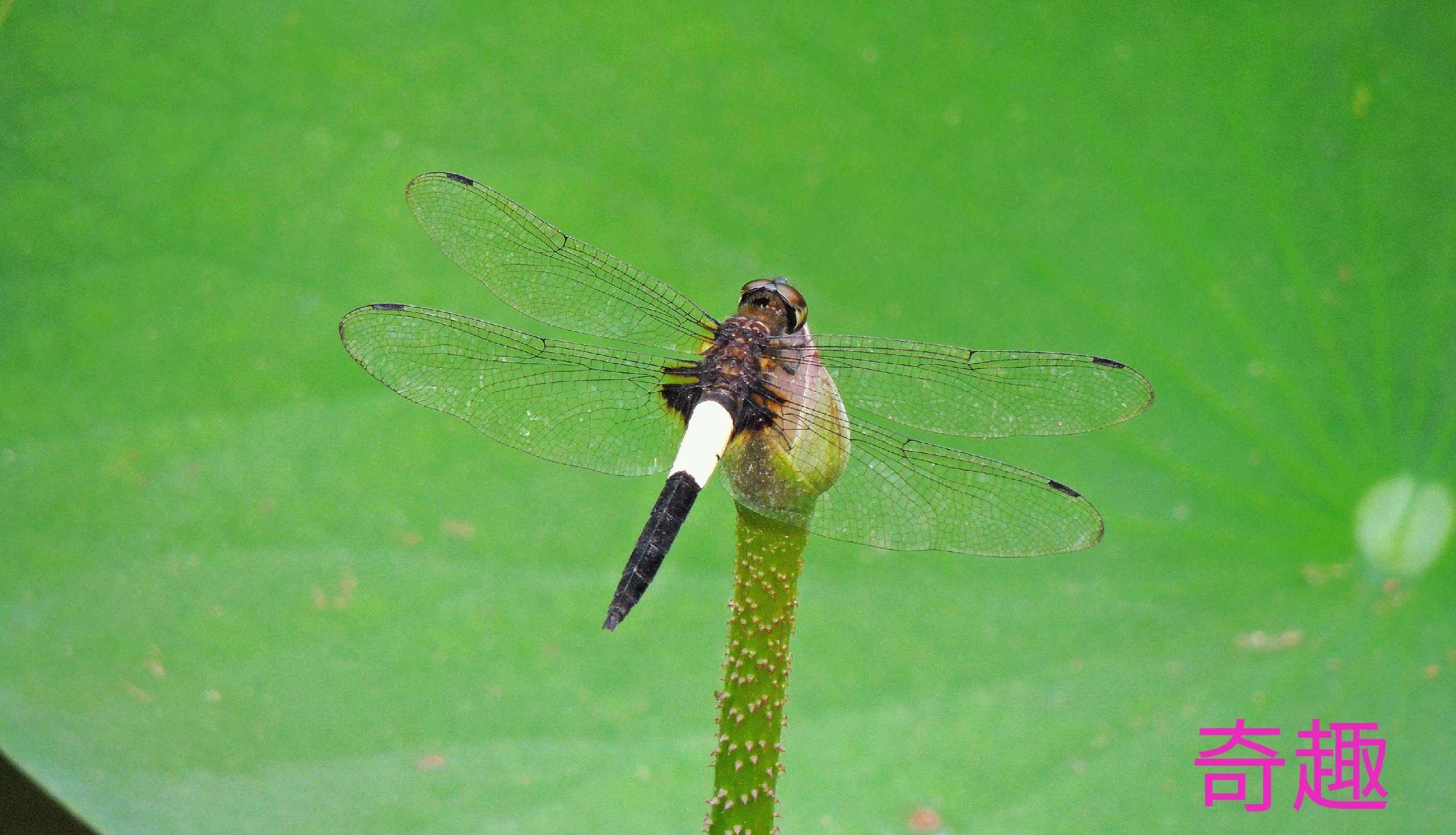漂亮的蜻蜓却被叫做"鬼蜻蜓"_体型_特征_玉带