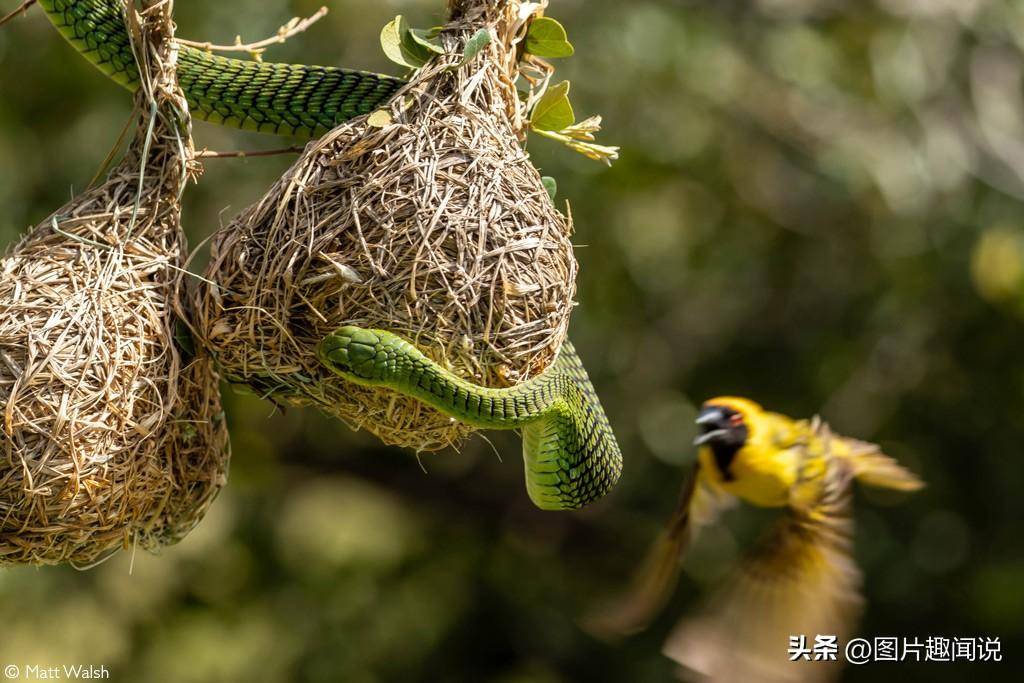 精彩照片展现大自然的残酷:交配中的蟹蛛不忘猎食,青蛙吞掉蛇_猎物