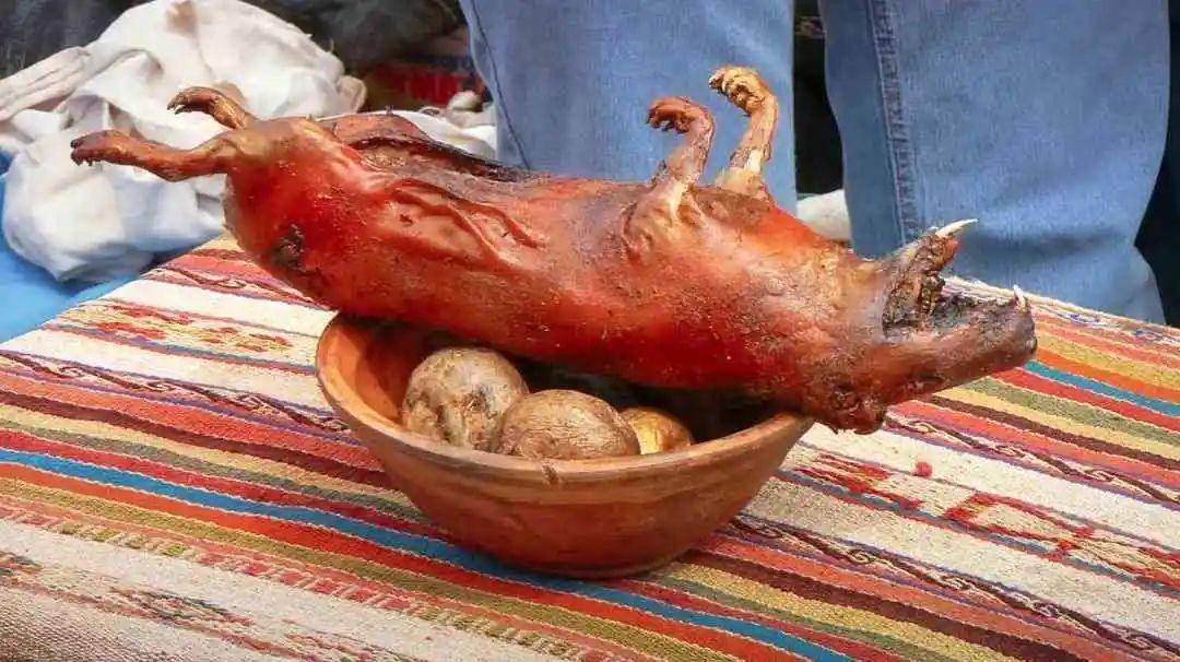 毕竟,这么可爱的小东西,谁会舍得吃它?如果问"荷兰猪"是宠物还是食物?