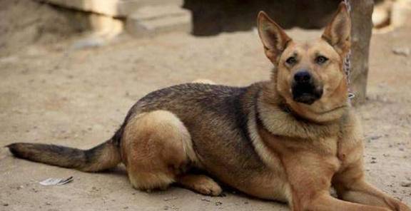 农村半夜三更狗不停地叫,是有人经过?还是有"不干净"东西?