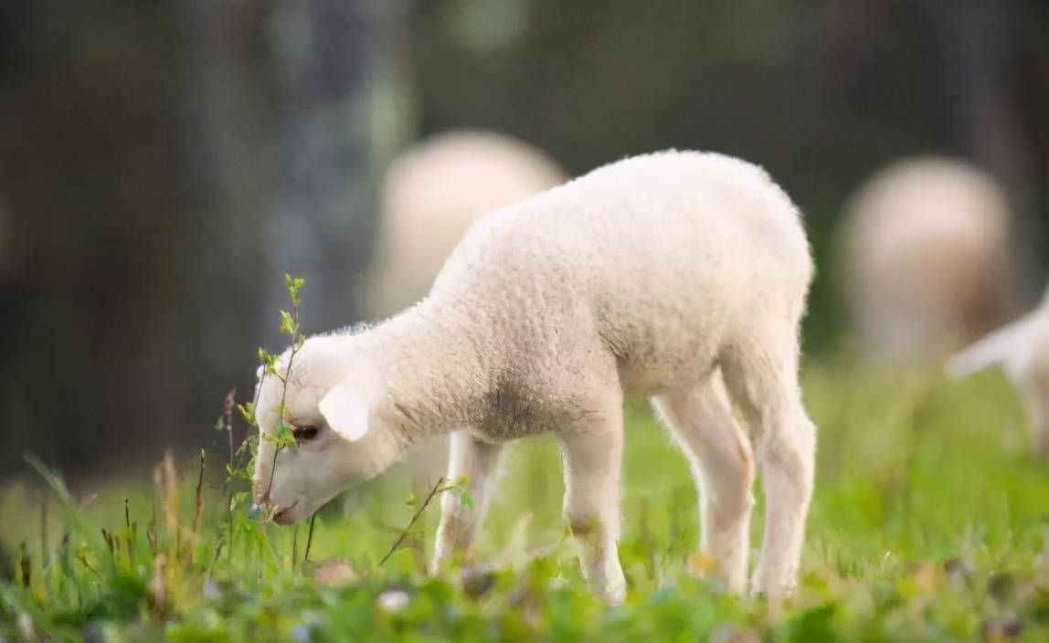 羊肠毒血症的症状及治疗,养羊人快收藏学习!_发病_方法_问题