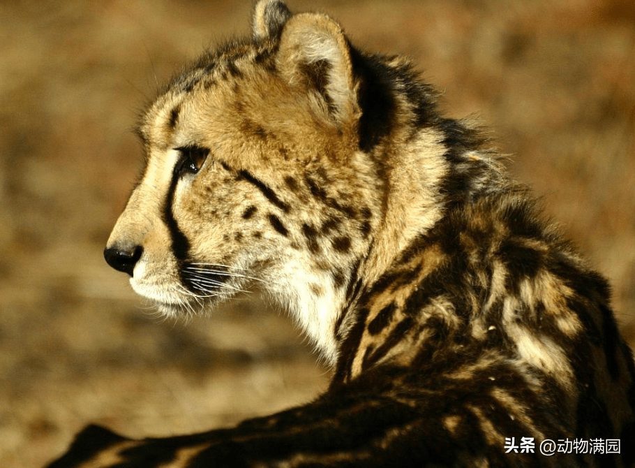 物种百科:王猎豹_身体_影响_斑点