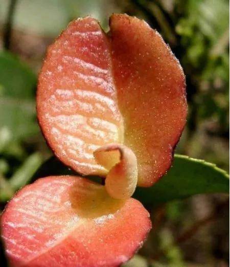 中国特色野生美食《山茶泡,山茶耳》_茶树_口感_变异