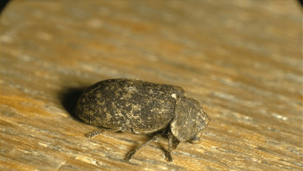 体长2-6mm;红或黑褐色;卵圆形,体表具半竖立毛;头部被前胸背板覆盖