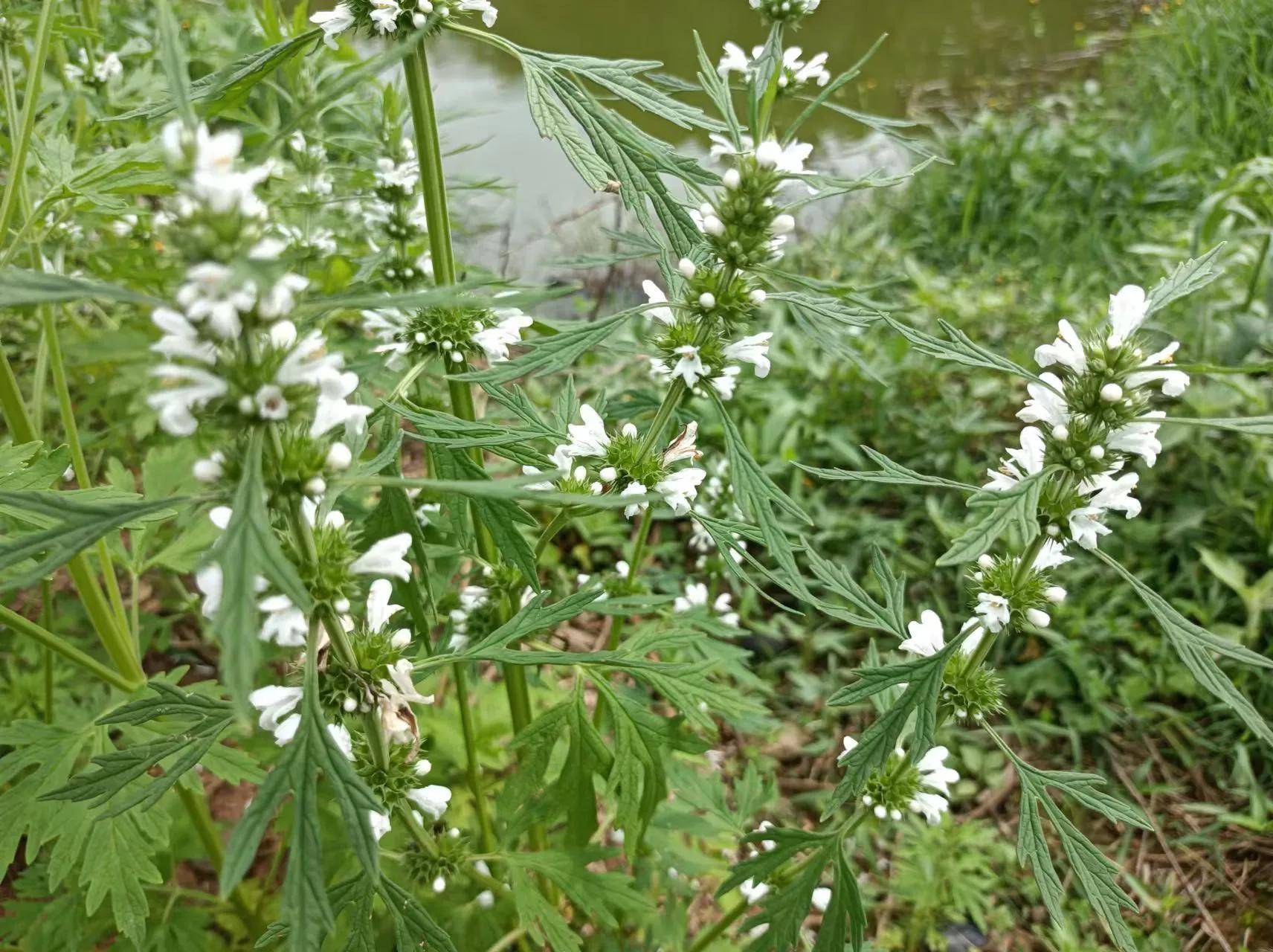 白花益母草功效图片