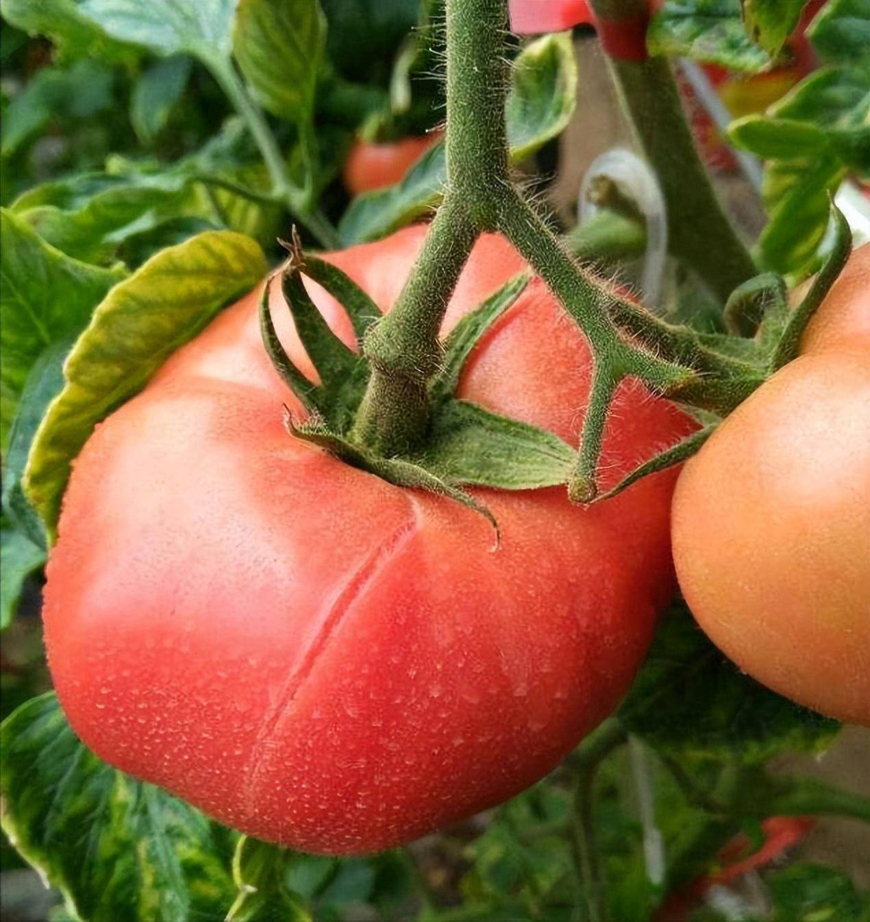 西红柿缺钙症状图片图片