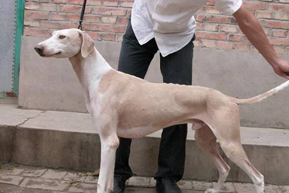 你认识这只中华田园犬吗?