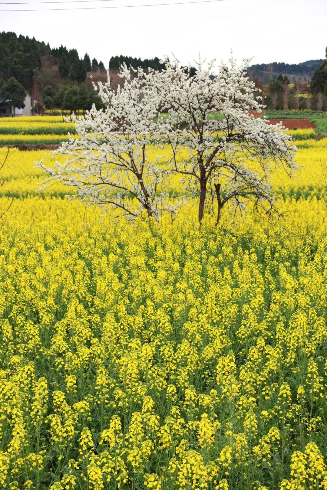 德阳油菜花图片