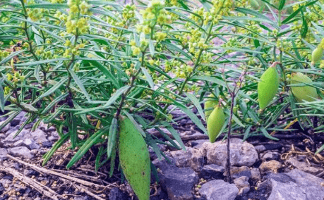 地梢瓜的價值:地梢瓜的幼果可以當水果食用,全草入藥有著清熱降火