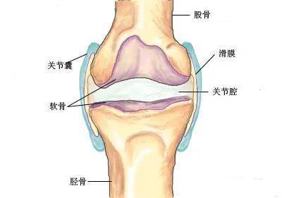 膝关节的滑膜囊解剖图图片