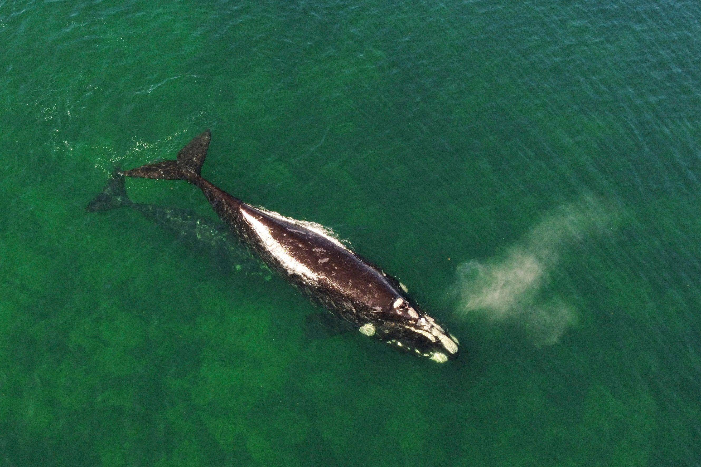 (外代一线)阿根廷:南露脊鲸数量创50年最高记录_马德林_新华社_附近的