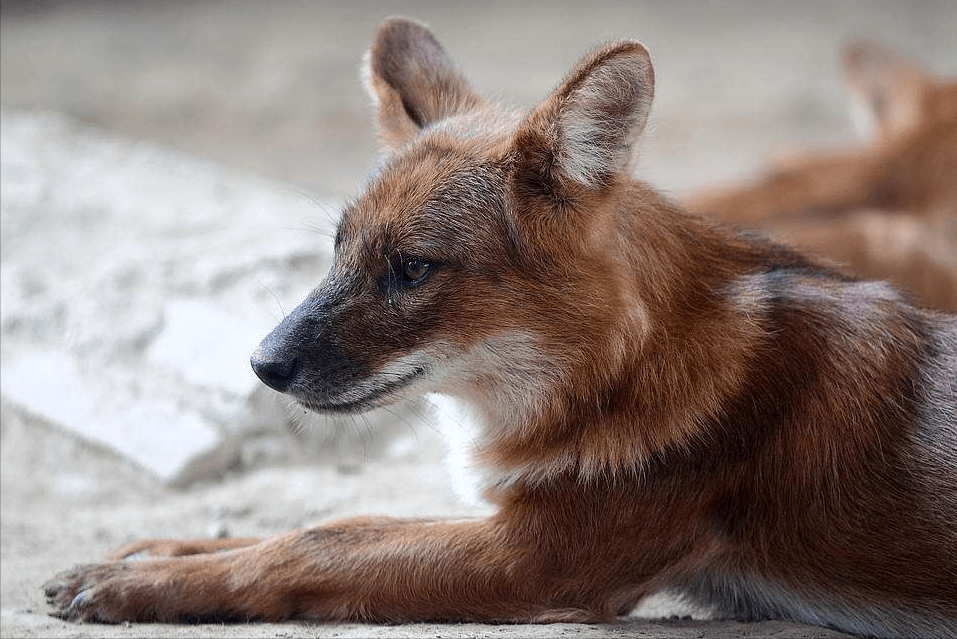 猎物_进行_红狗