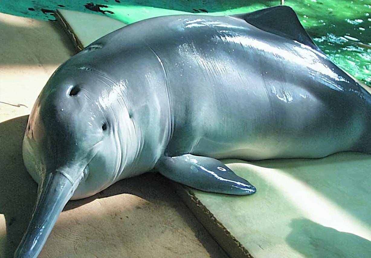 长江十年禁渔初见成效,江苏出现大量鱼群,白鳍豚能否重现人间