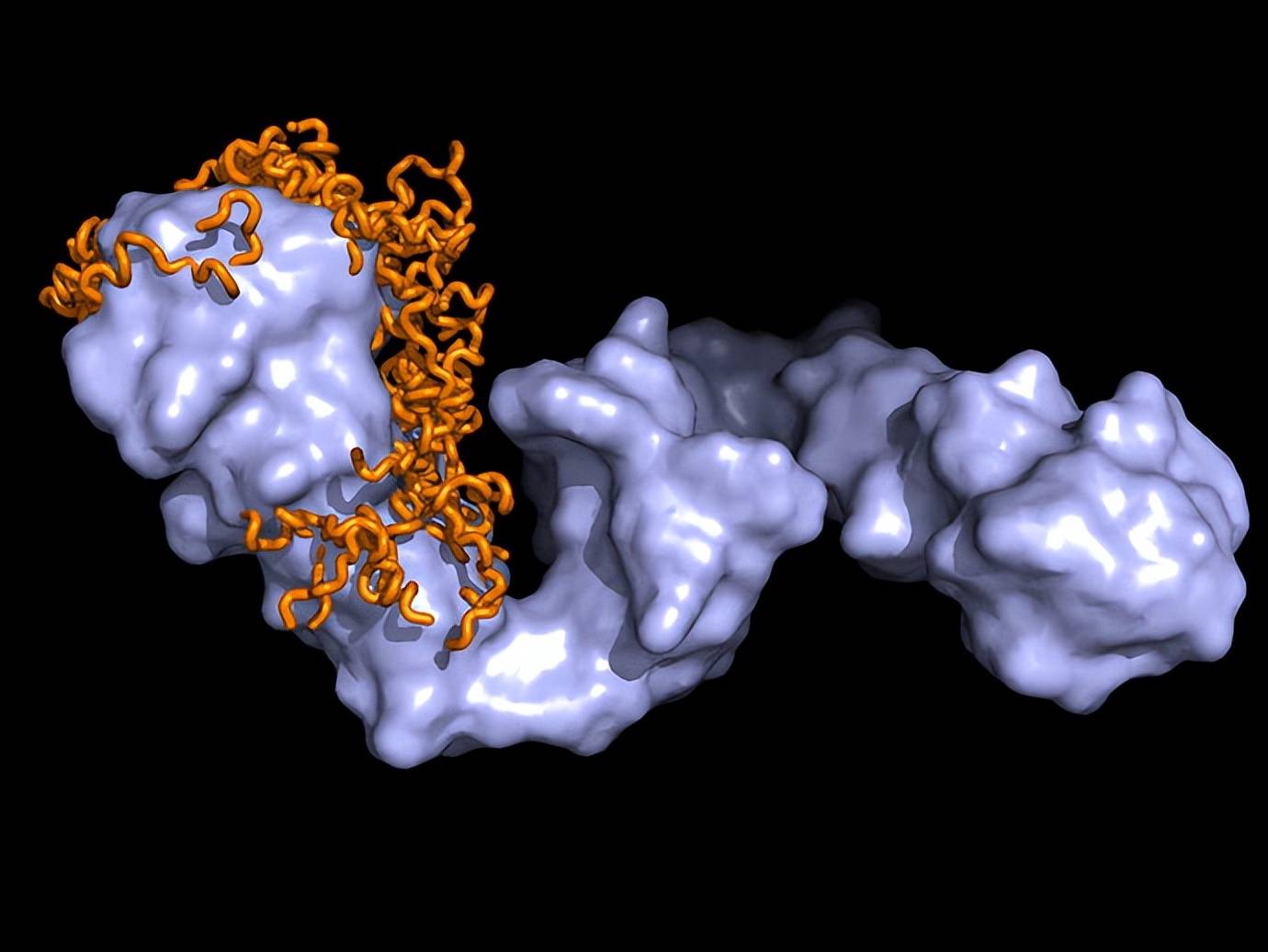 此外,有人还报道,热,乙醇,亚砷酸钠的预处理不仅能使某些细胞产生热