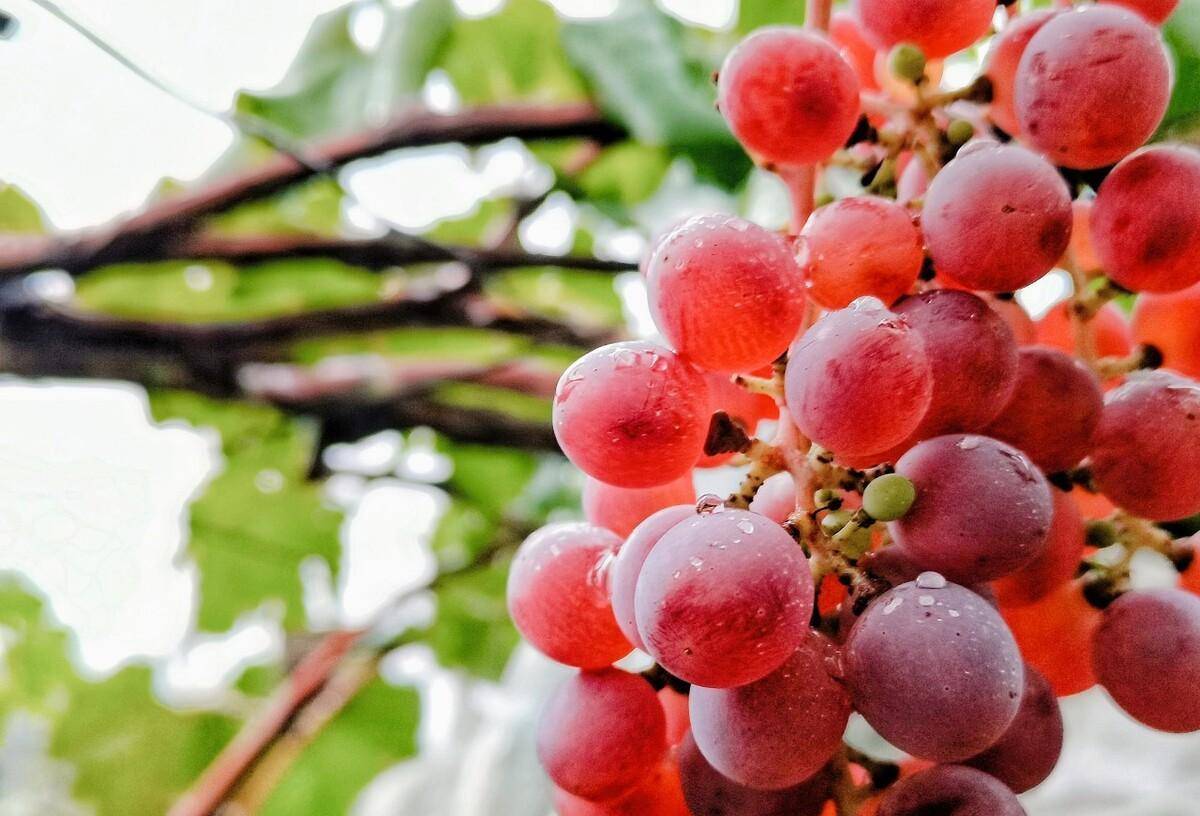 清徐熏葡萄技艺,不仅保留了葡萄的口味,而且便于储存携带_食用_工艺