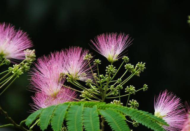 代表爱情的花（芍药花图片简笔画手绘） 第9张