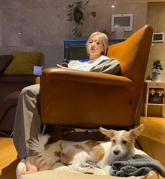 朴彩英的宠物狗hank,ins粉丝量将突破百万,这才是真"皇族"!