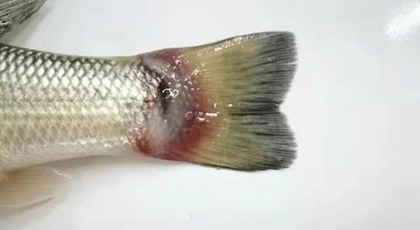 虹彩病毒,养鱼路上的"拦路虎"!防控用好这几点_加州_发病_水质