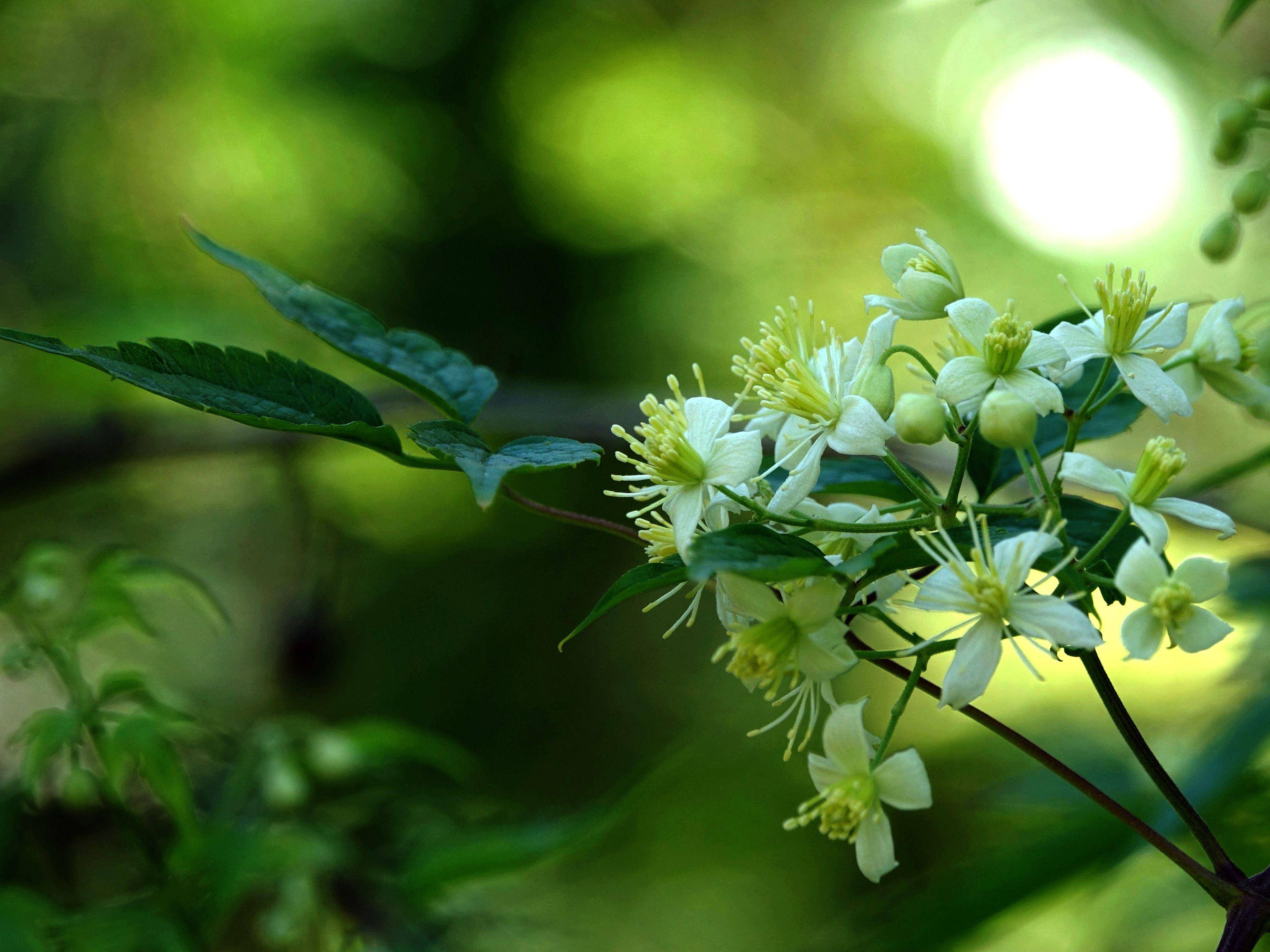 花木春秋38:短尾铁线莲 - 花像洁白的雪片,果像厚厚的雪团_植物_中国