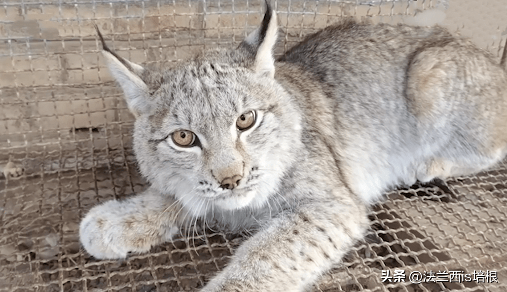 1對1能殺成年狼_猞猁_尾巴_個頭