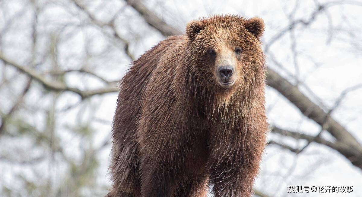 提摩西·崔德威和好友一起相约去旅行,目的地是阿拉斯加,看着美丽的