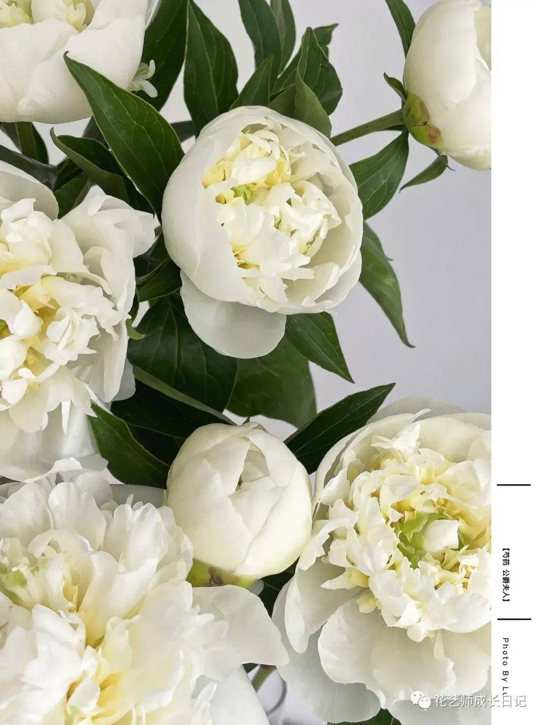 每日一花 - 公爵夫人芍药,姿态丰腴雍容,美到词穷~vol.