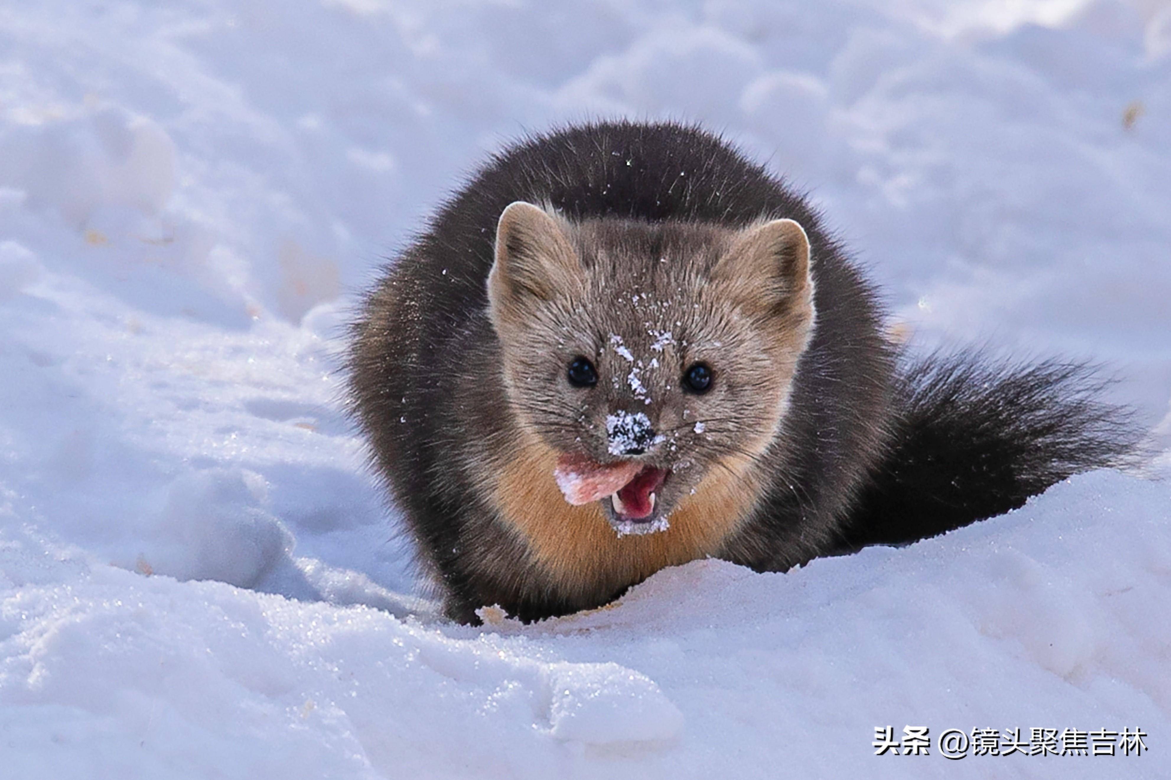 吉林延边发现野生紫貂_李春_动物_相机