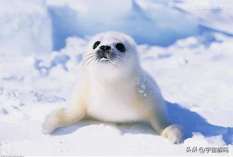 第四名: 竖琴海豹这个可爱的大家伙就不用过多介绍了,怎么说人家也是
