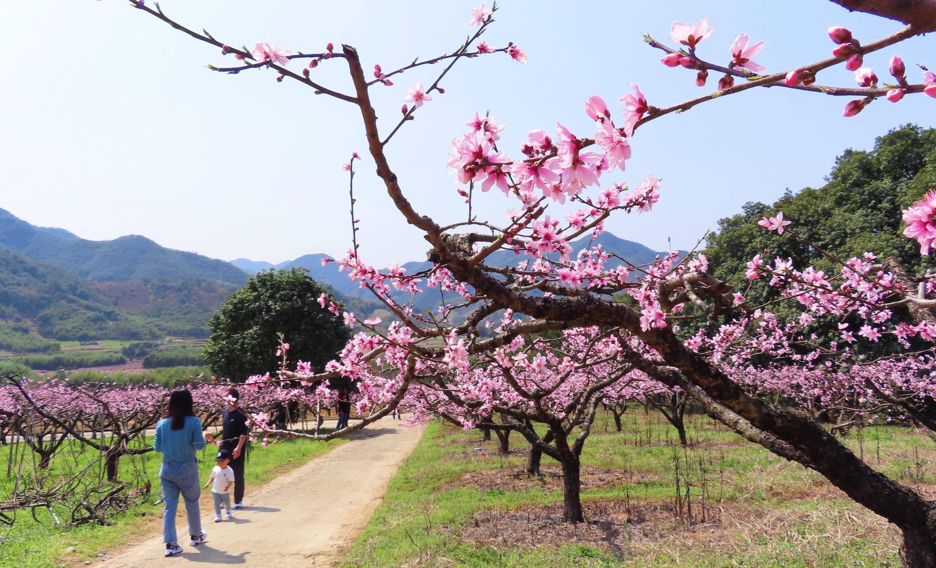 奉化新建村桃花图片