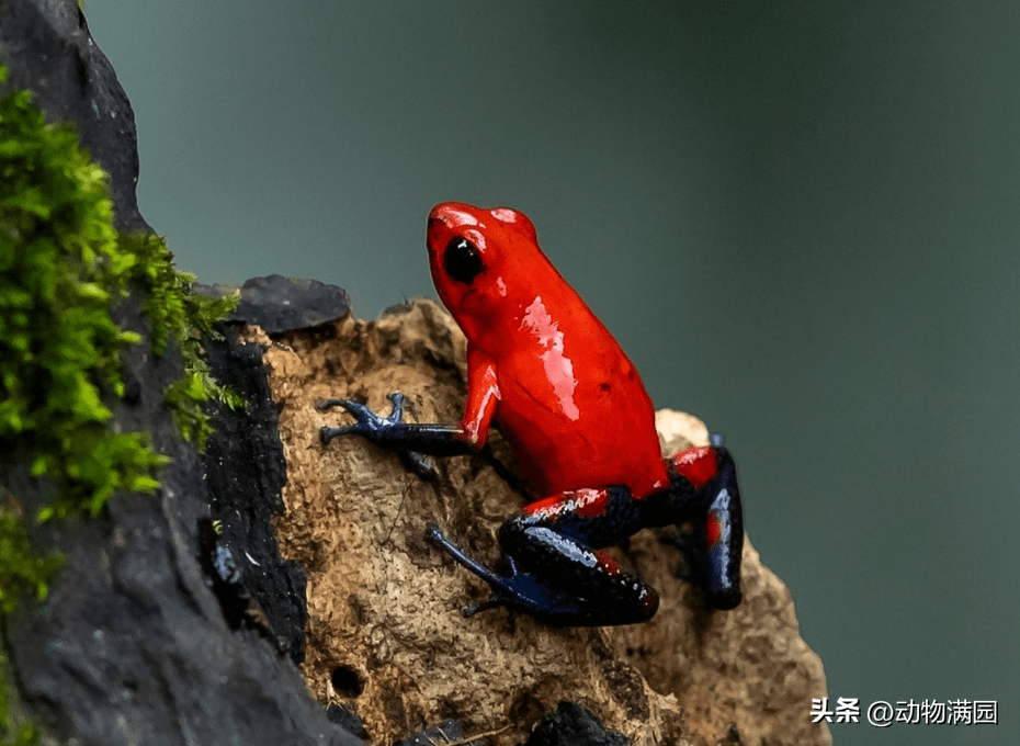 物种百科:草莓箭毒蛙_蝌蚪_食物_毒性