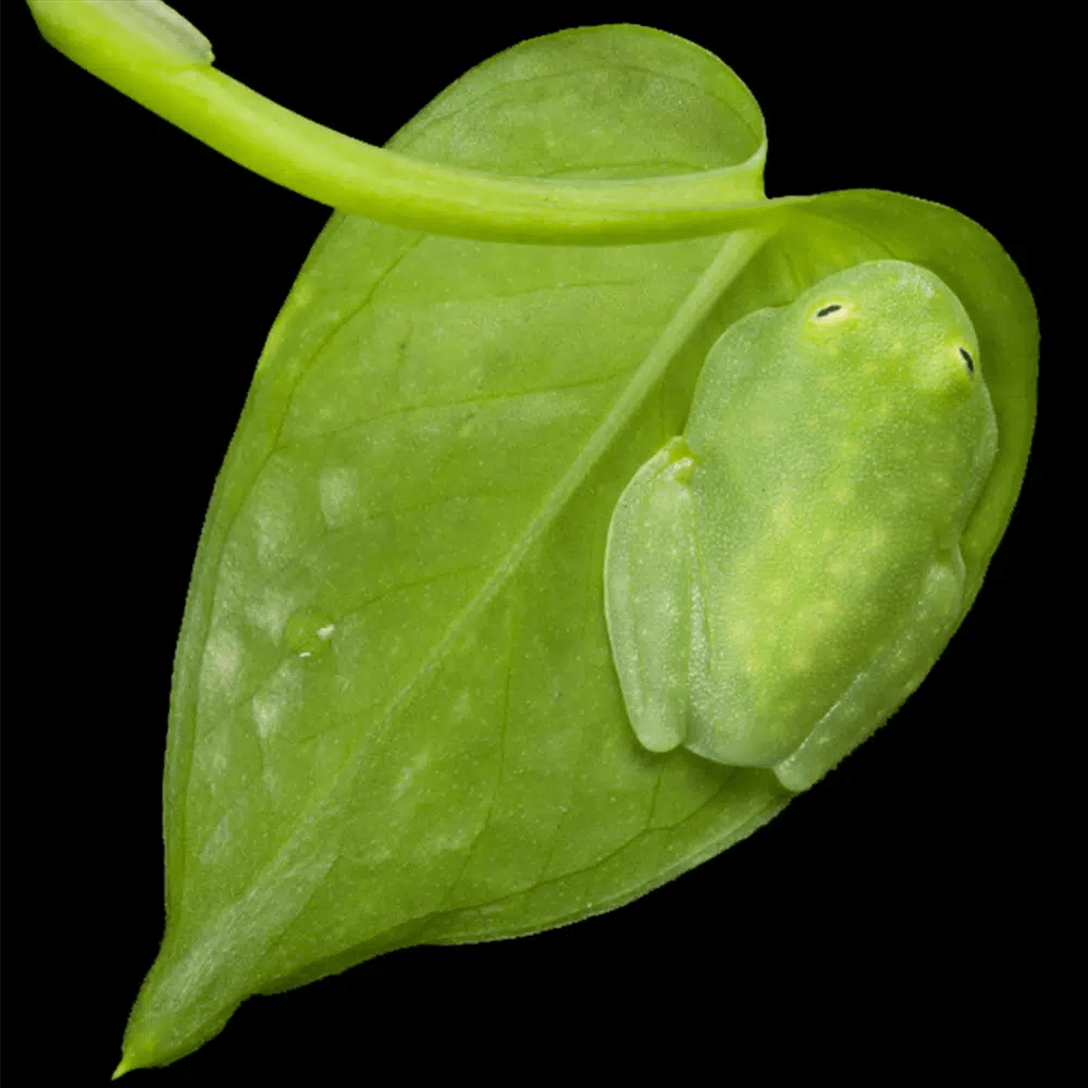 生物终极隐形:science论文揭示玻璃蛙控制全身透明模式的秘密_研究