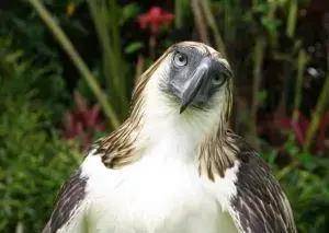 猿雕:拿猴子当主食,生气会炸毛,空中猛禽竟然仅剩不到500只_羽毛_老虎