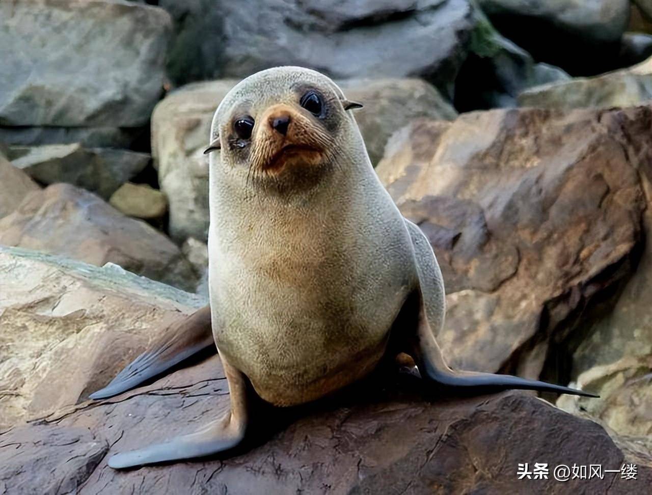 海豹,海獅,海象,海狗,海牛傻傻分不清楚,你能分得清嗎?