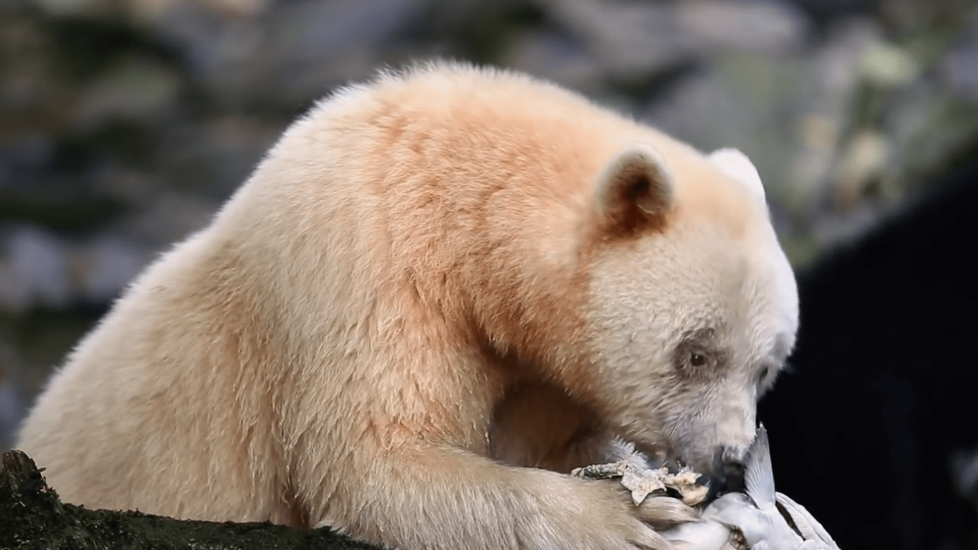 白化棕熊被当成北极熊,被专家送往北极?揭秘动物界惊天骗局!