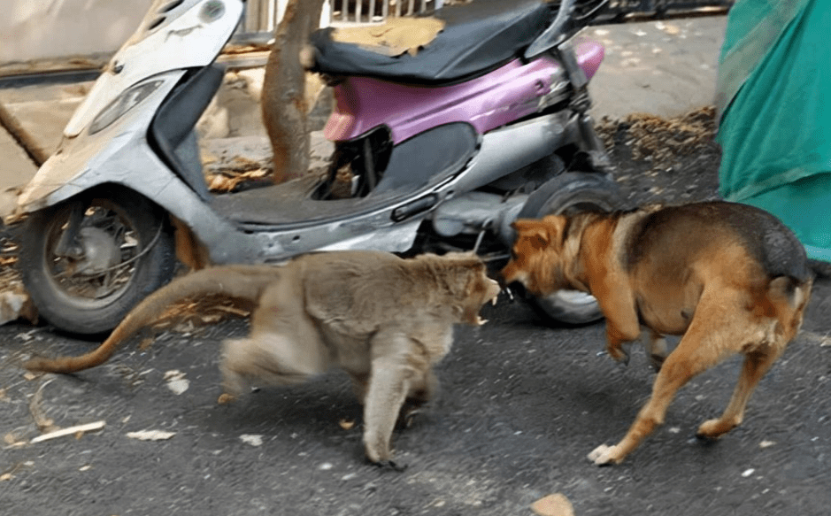 狗咬死猴子图片