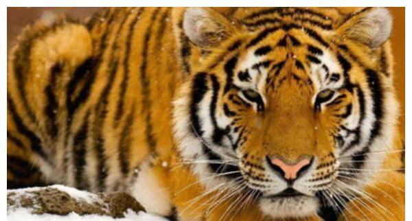 2月份属虎人迎来一ㄖ,姻缘运势好到爆表,转角遇到意中人_感情