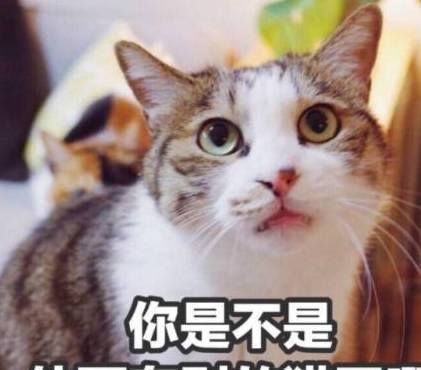 有那几个特征的人，很容易“招猫”喜好