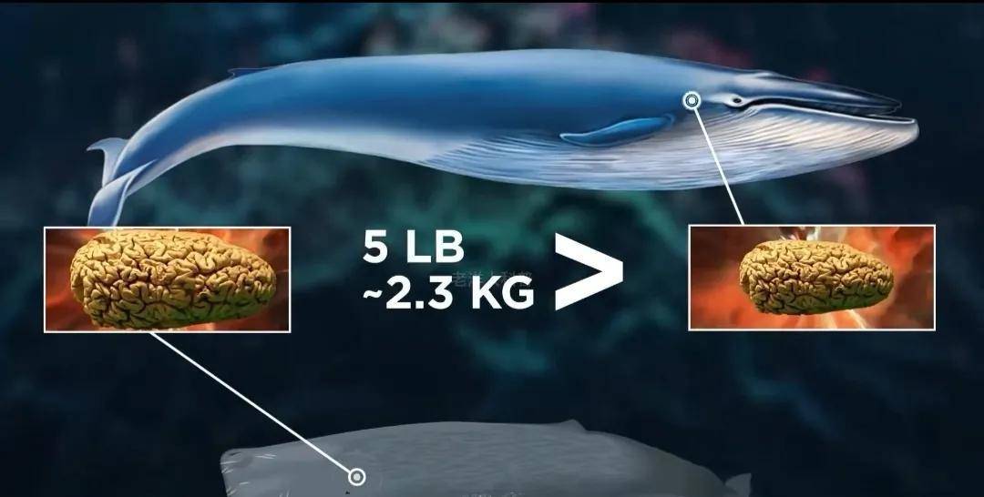 虽然抹香鲸没有蓝鲸的体型大,但不代表体型越大脑子就越大,因为抹香鲸