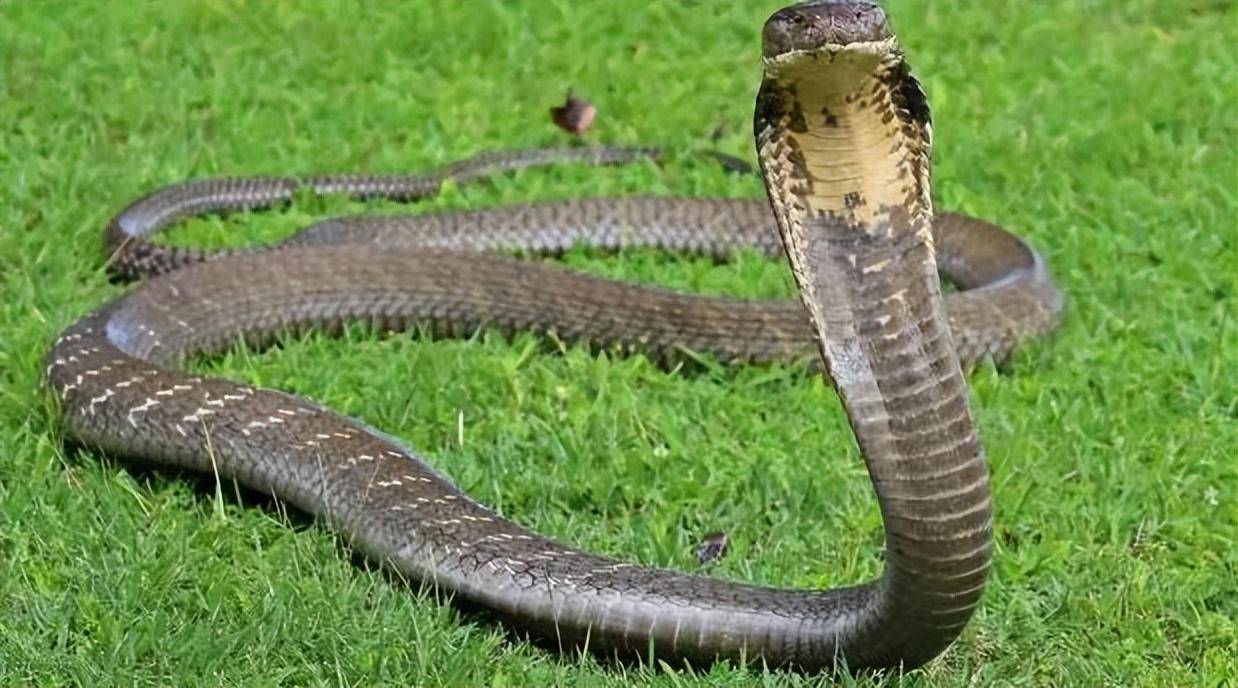 蟒蛇的叫声图片