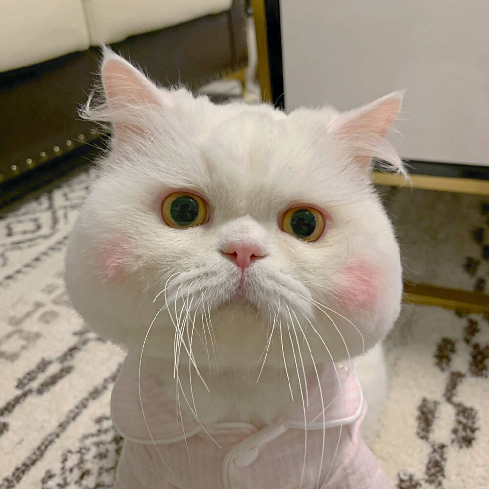 猫咪_泡芙_刘二豆