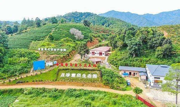 河源紫金:悠闲自在的美丽乡村游_茶叶_精品_龙窝镇
