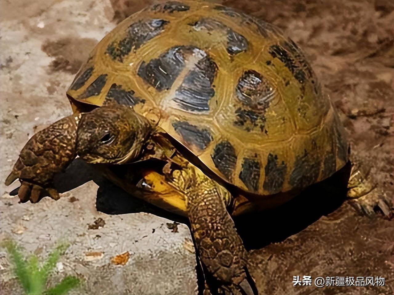 "极危"的四爪陆龟_新疆_霍城县_华在兹