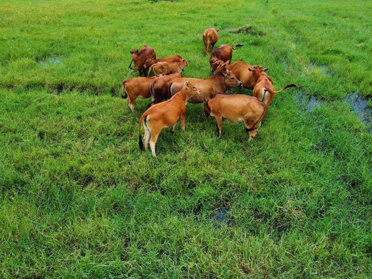 西沙东岛惊现野牛群,发现时已繁衍300多年,野牛到底从何而来?