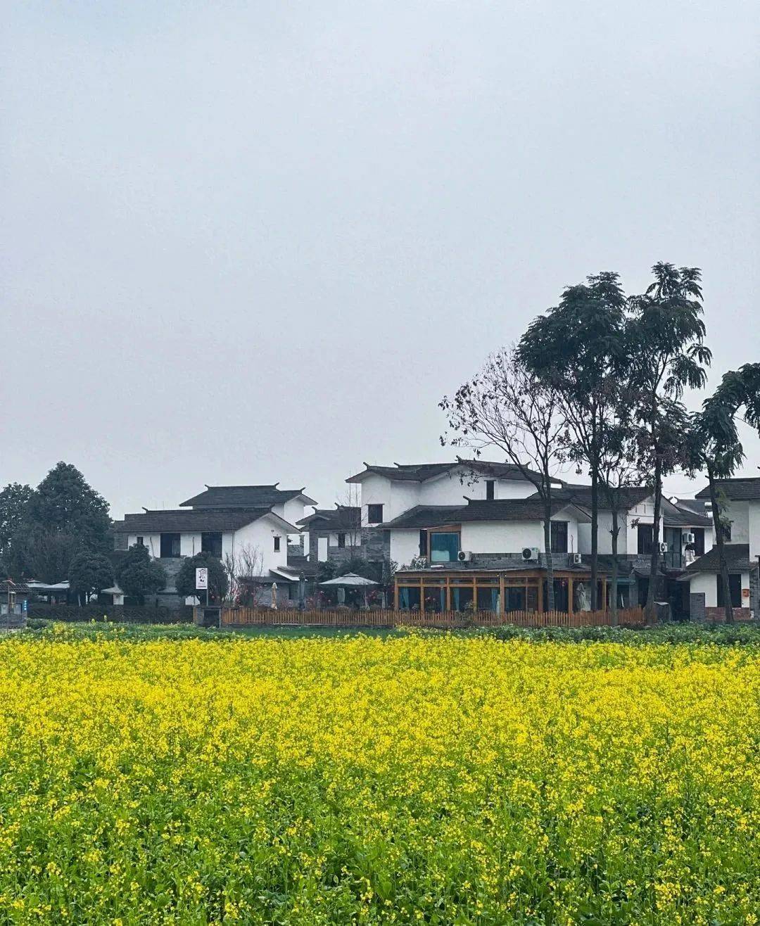 成都今年成片的油菜花已經開了!_地方_崇州_九龍村